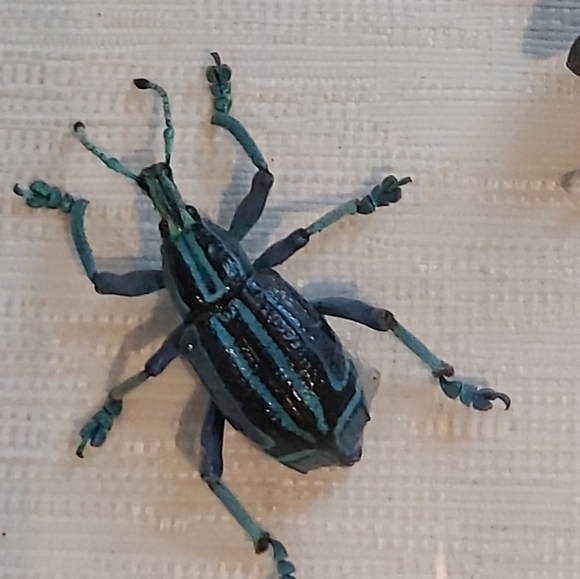 Framed Taxidermy Real Bug Art 7" x 8½" - Picture 5 of 5